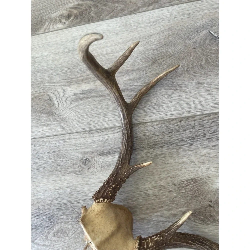 Vintage Deer Antler Scull Cap Mount  8 Point Cabin Decor Taxidermy